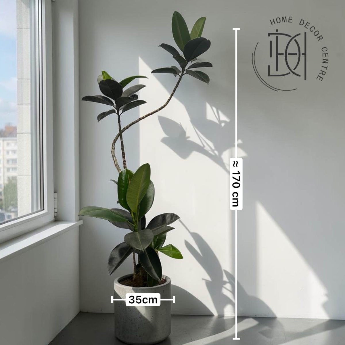 Ficus elastica 'Burgundy'