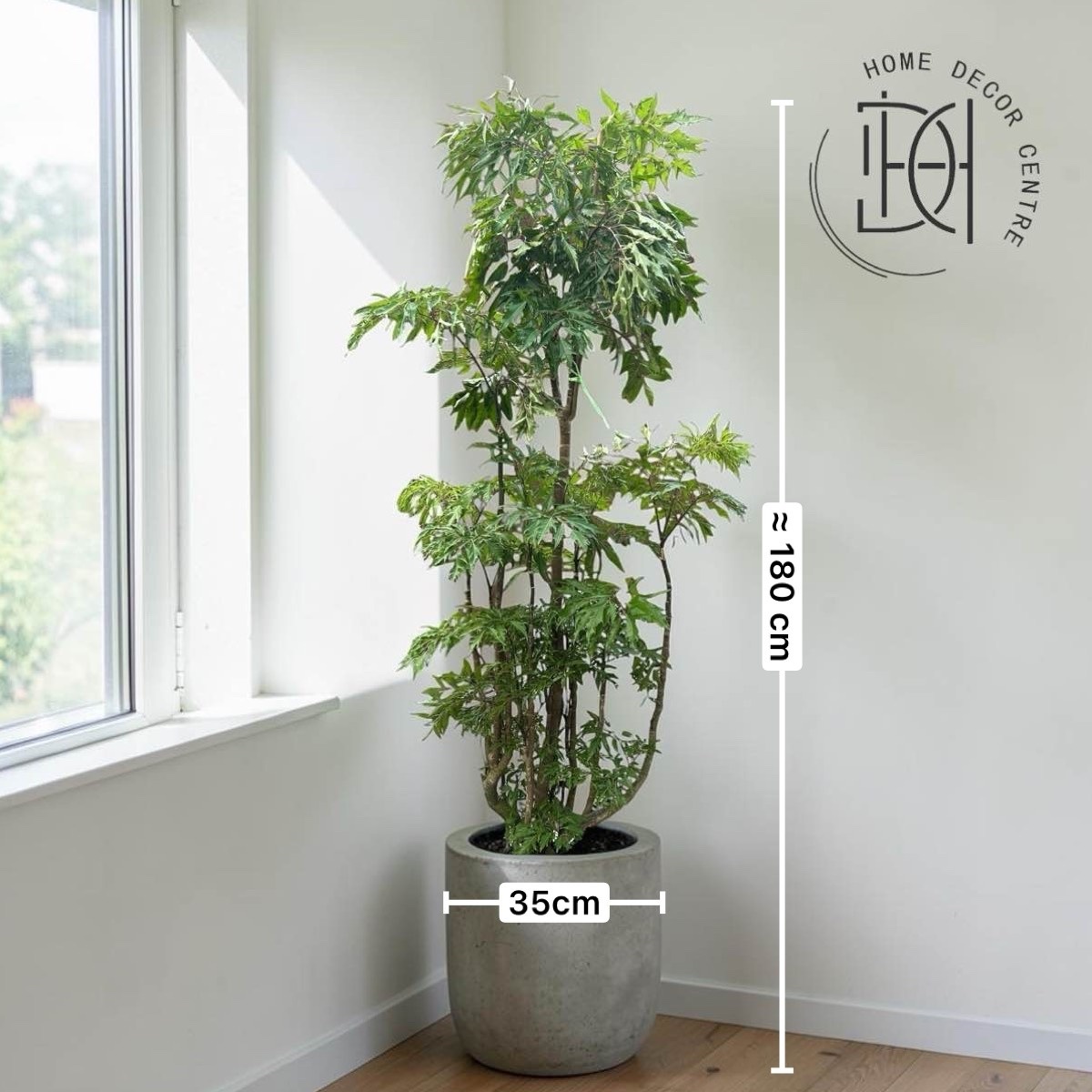 Ming Aralia ( Polyscias fruticosa )