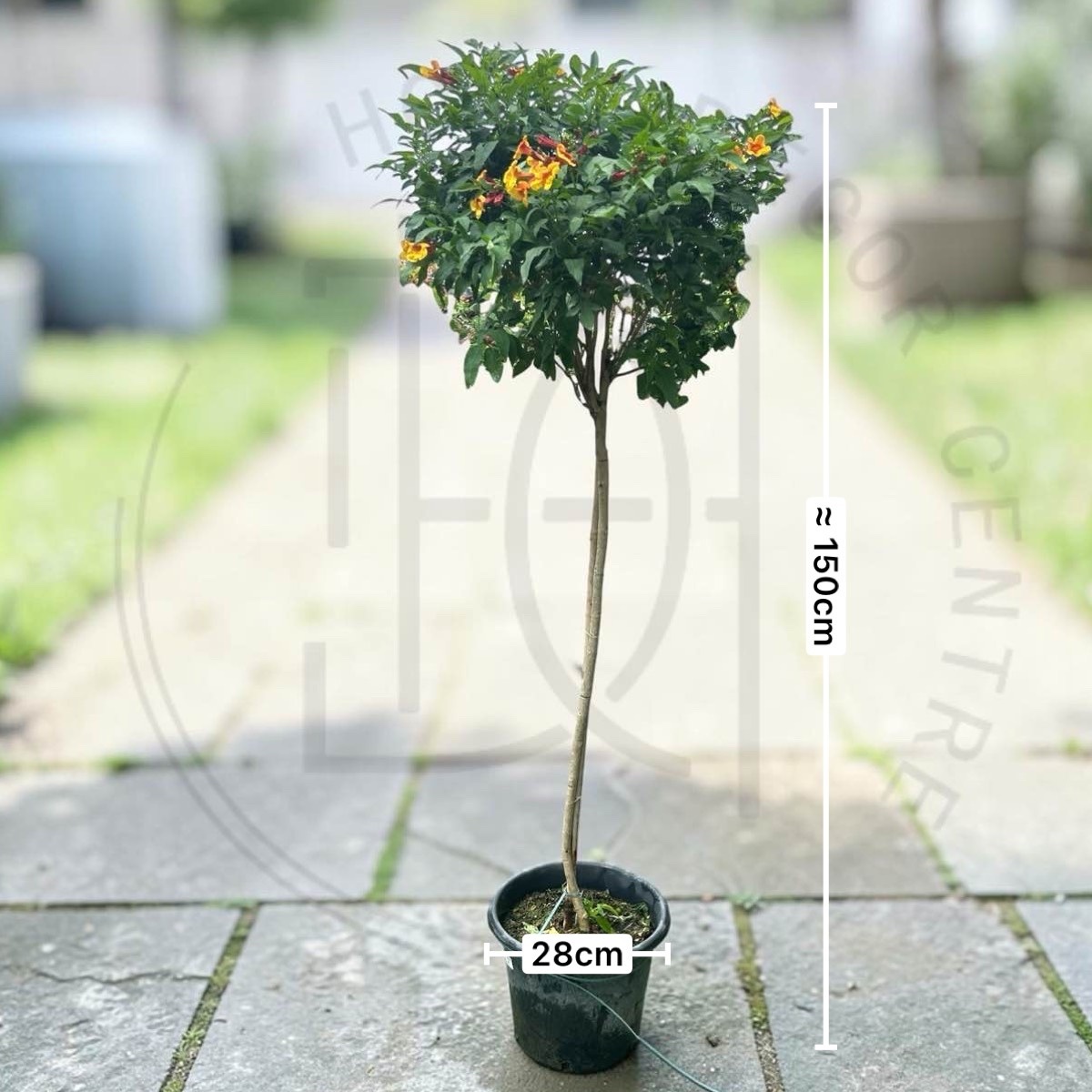 Tecoma 'Orange Jubilee'