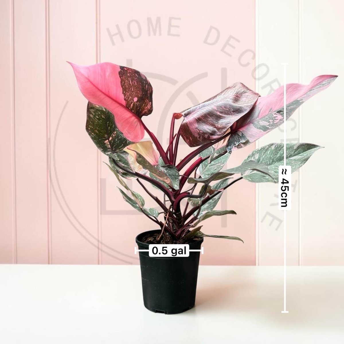 Philodendron 'Pink Princess Marble'