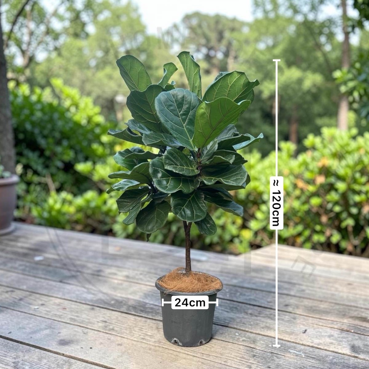 Ficus lyrata (Lolly Type)