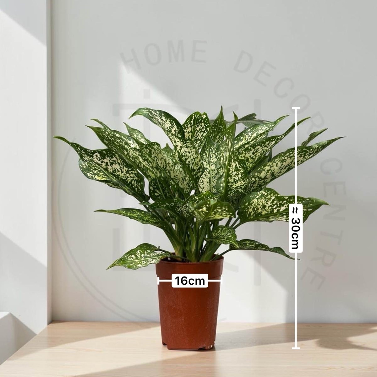 Dieffenbachia