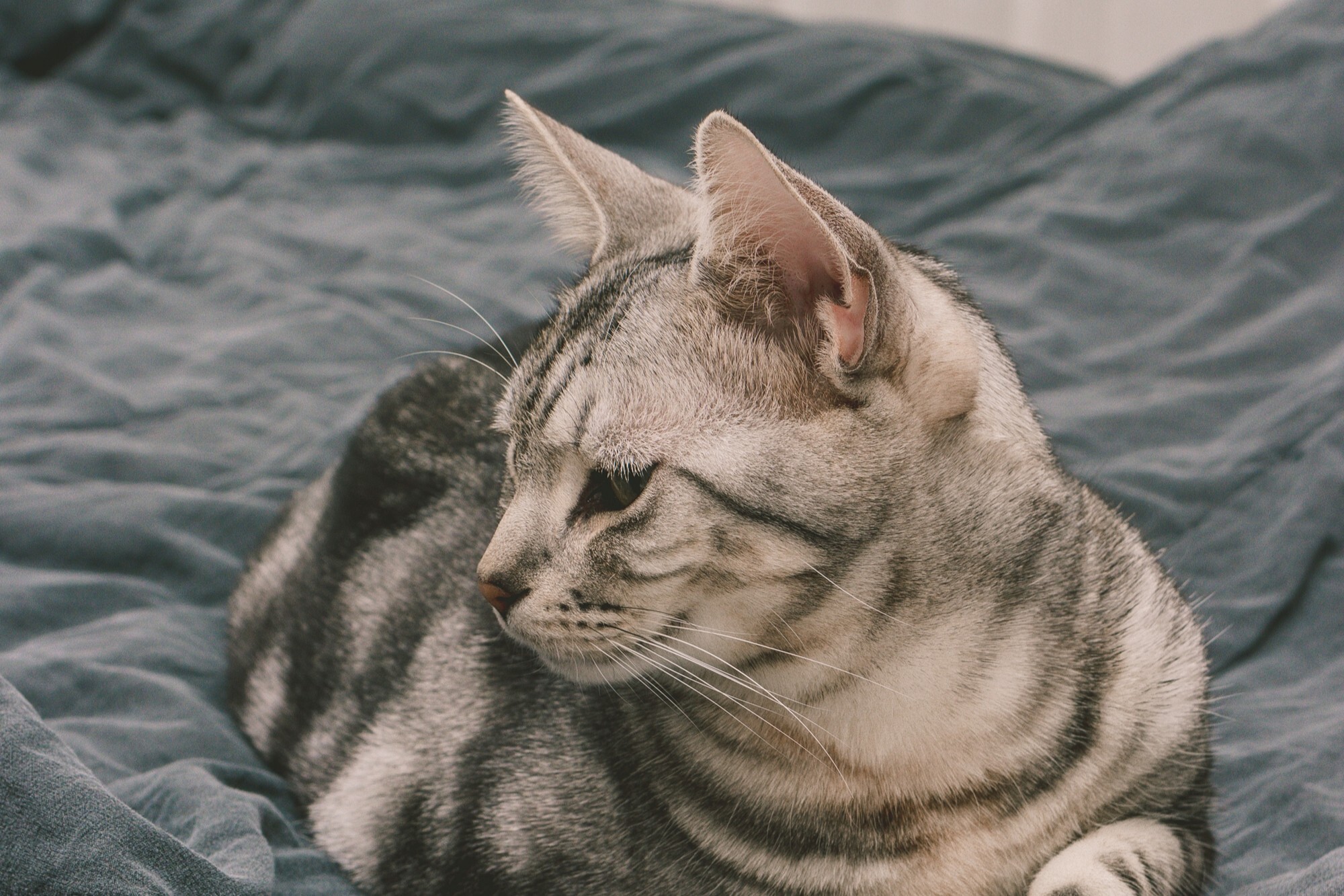 派庫寵物除臭噴霧，可以噴灑在貓窩或睡墊，去除皮脂與體味的累積