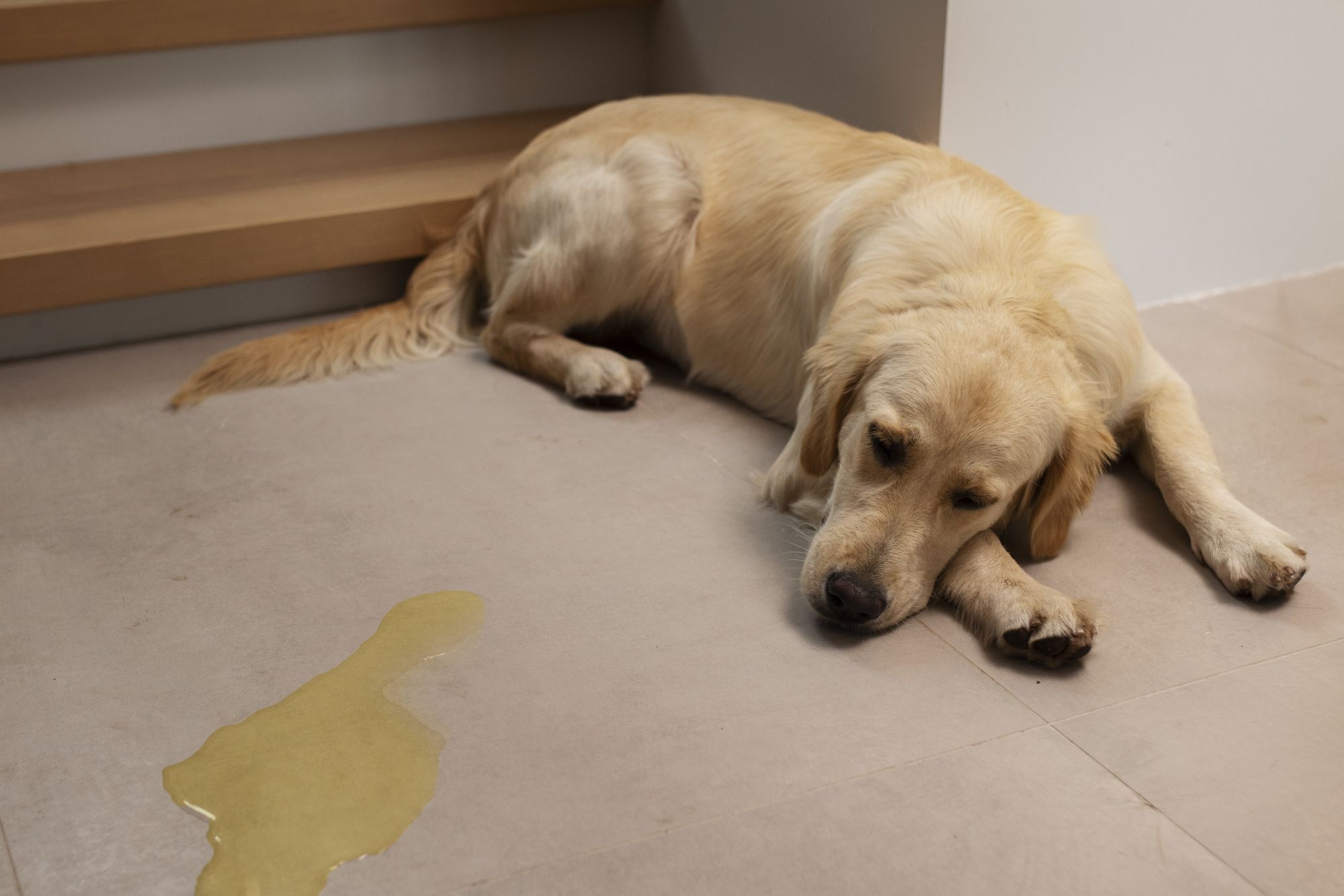 狗狗尿尿的照片