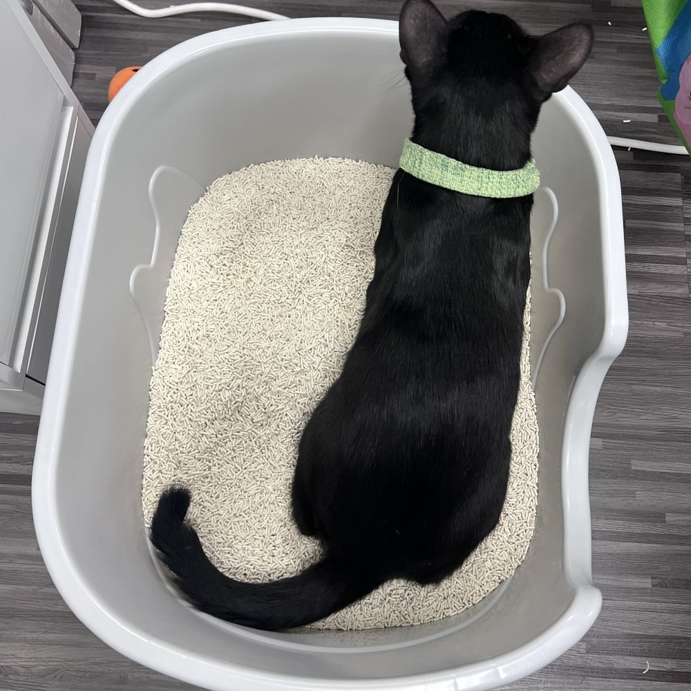 派庫除臭噴霧，在貓咪上完廁所噴灑貓砂盆除臭。