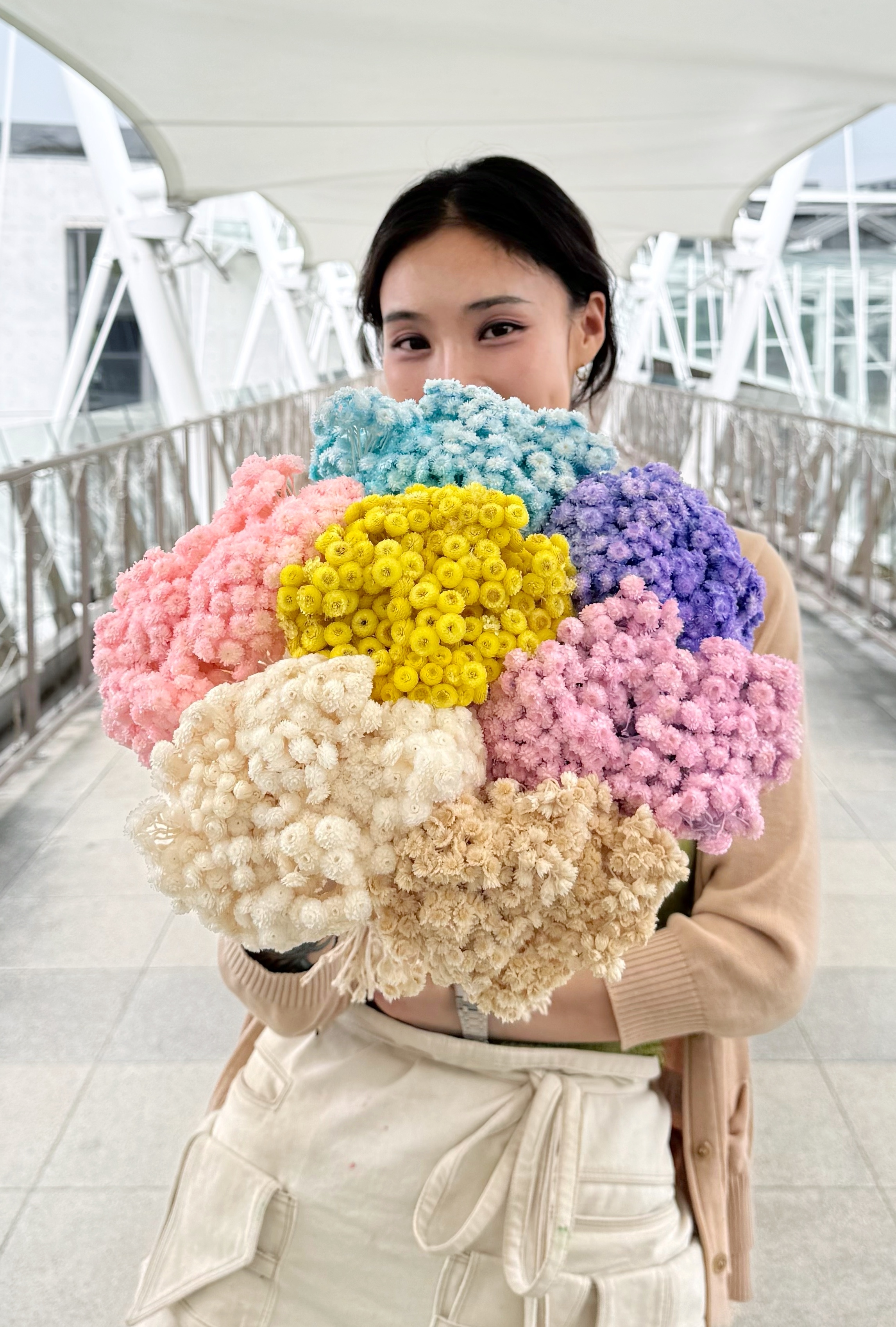 乾燥蠟菊 (義大利)