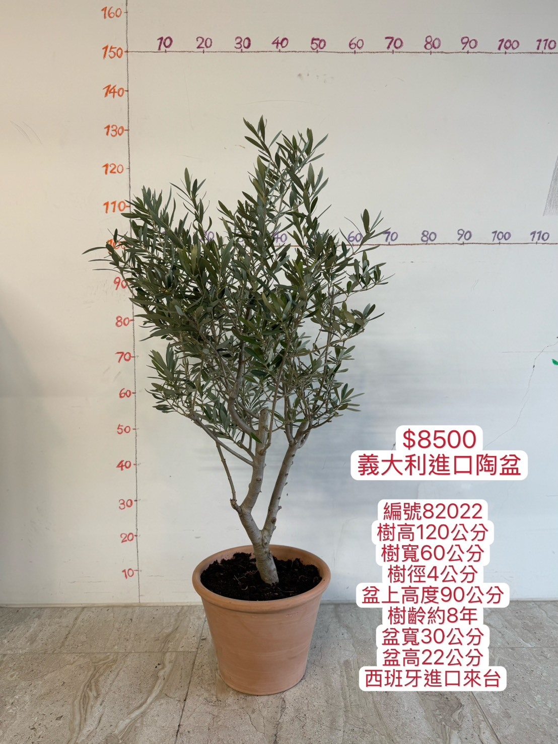 【橄享】 Olive tree 8年樹齡  義大利陶盆系列 西班牙進口銀葉油橄欖樹 橄欖樹 銀葉橄欖樹 陽台植物 開幕送禮