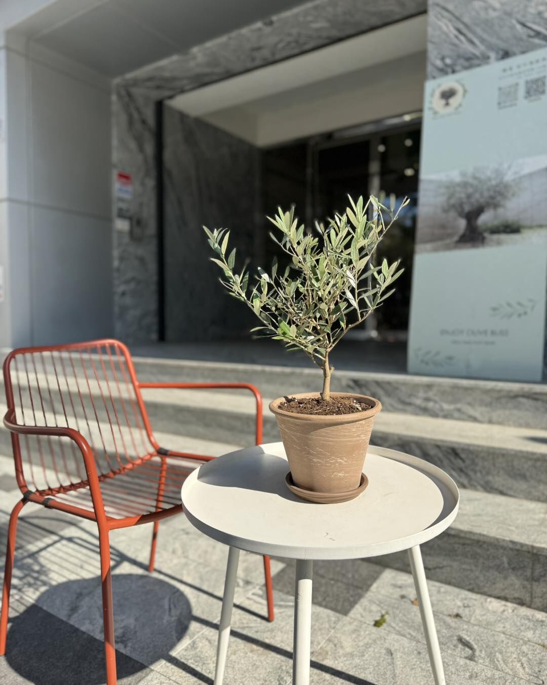 【橄享】 Olive tree 2年樹齡 義大利陶盆系列 桌上型小盆栽  西班牙進口銀葉油橄欖樹 橄欖樹 銀葉橄欖樹 開幕送禮