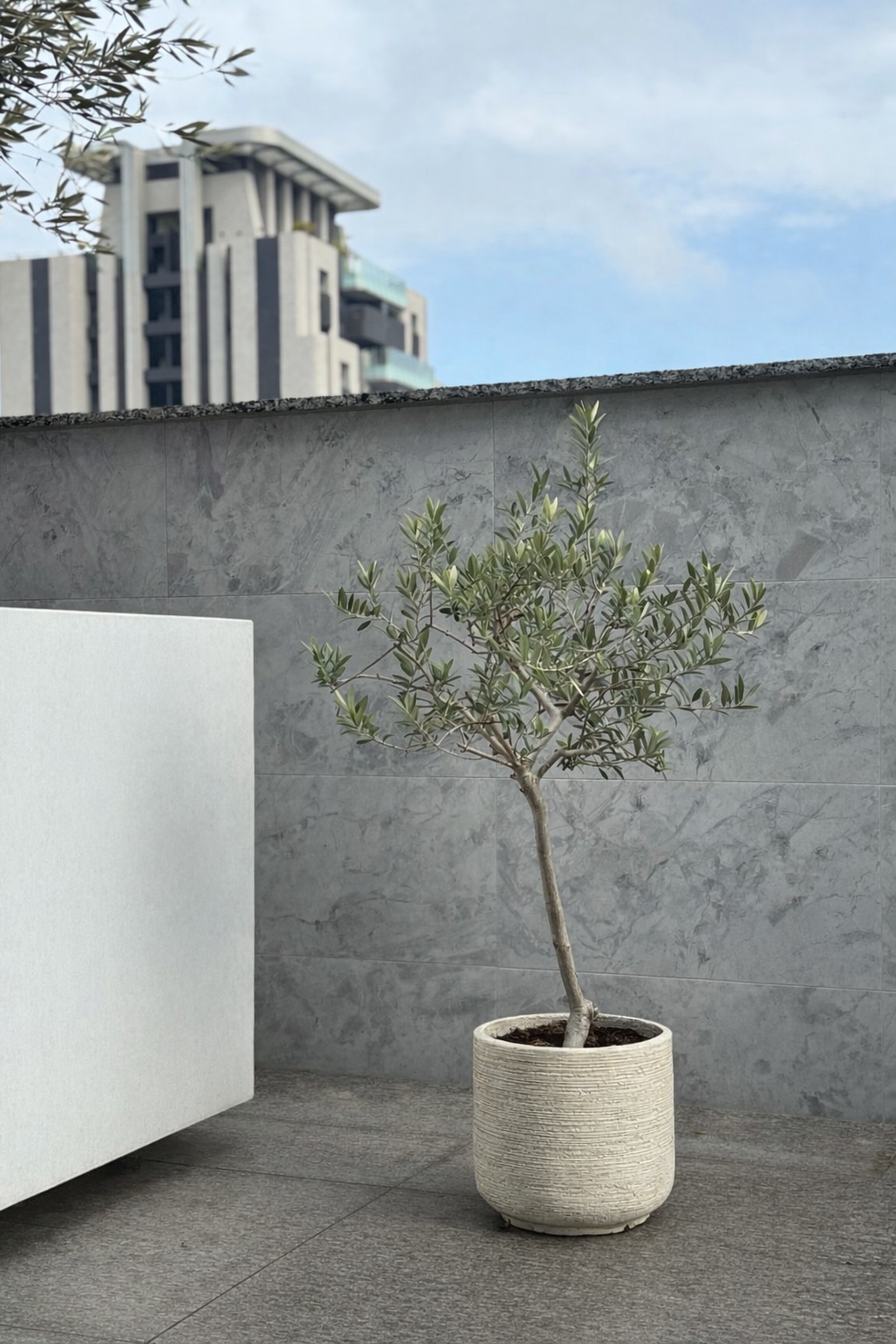 【橄享】 Olive tree 5年樹齡 輕質水泥盆 西班牙進口銀葉油橄欖樹 橄欖樹 銀葉橄欖樹 陽台植物 開幕送禮