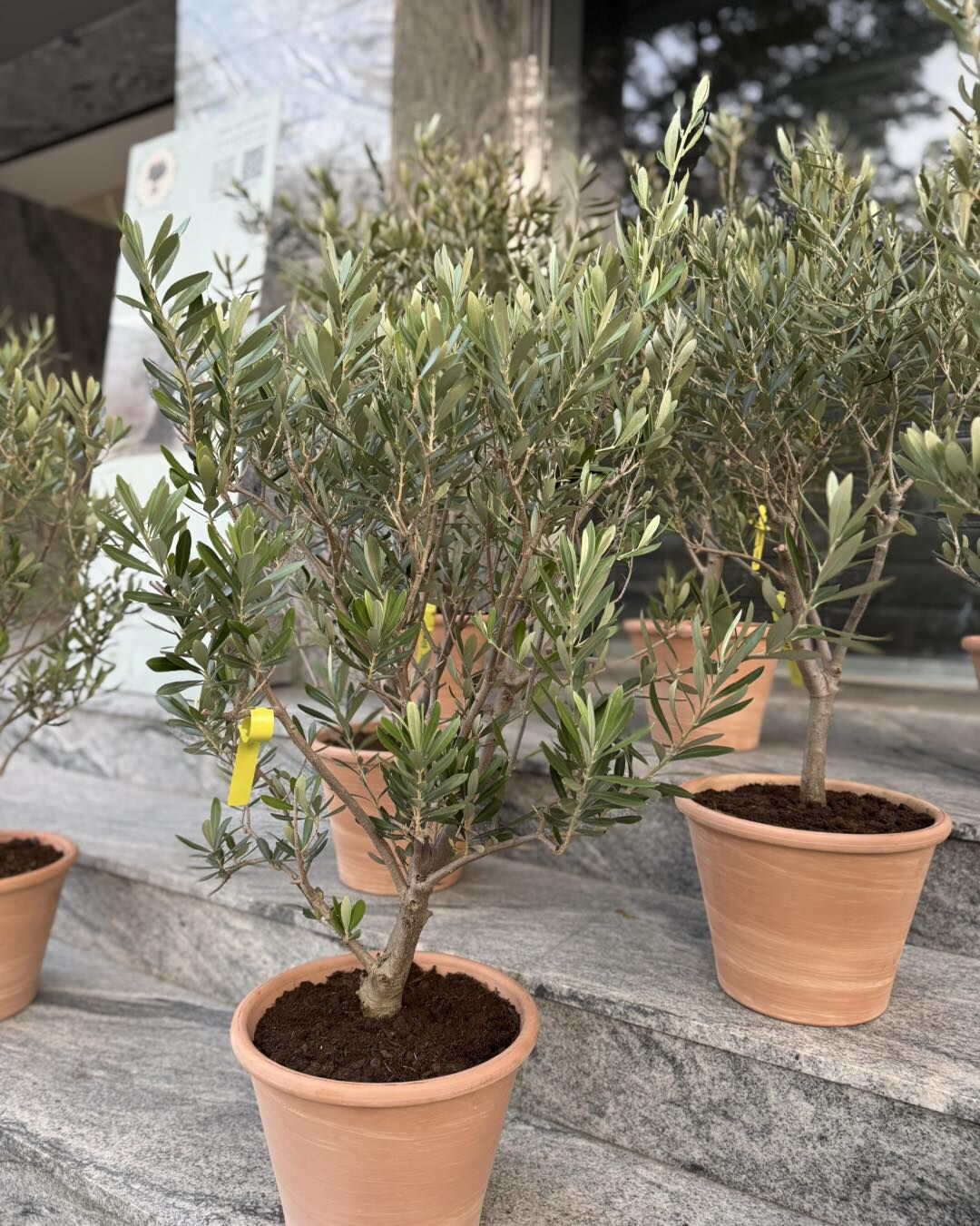 【橄享】 Olive tree 8年樹齡  義大利陶盆系列 西班牙進口銀葉油橄欖樹 橄欖樹 銀葉橄欖樹 陽台植物 開幕送禮