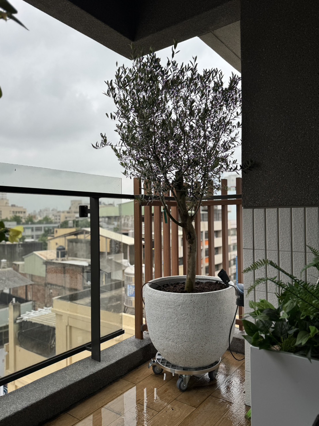 【橄享】 Olive tree 20年樹齡 西班牙進口銀葉油橄欖樹 橄欖樹 銀葉橄欖樹 陽台植物 開幕送禮