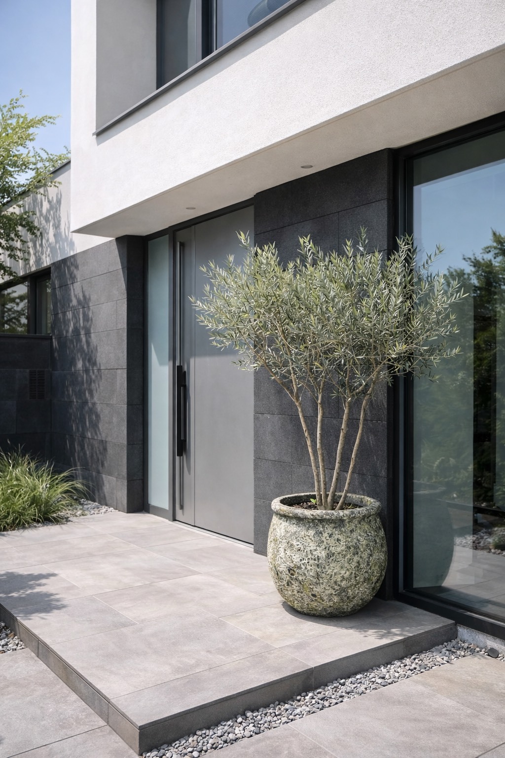 【橄享】 Olive tree 多分枝20年樹齡 手工落灰陶盆系列 西班牙進口銀葉油橄欖樹 橄欖樹 銀葉橄欖樹 陽台植物 開幕送禮