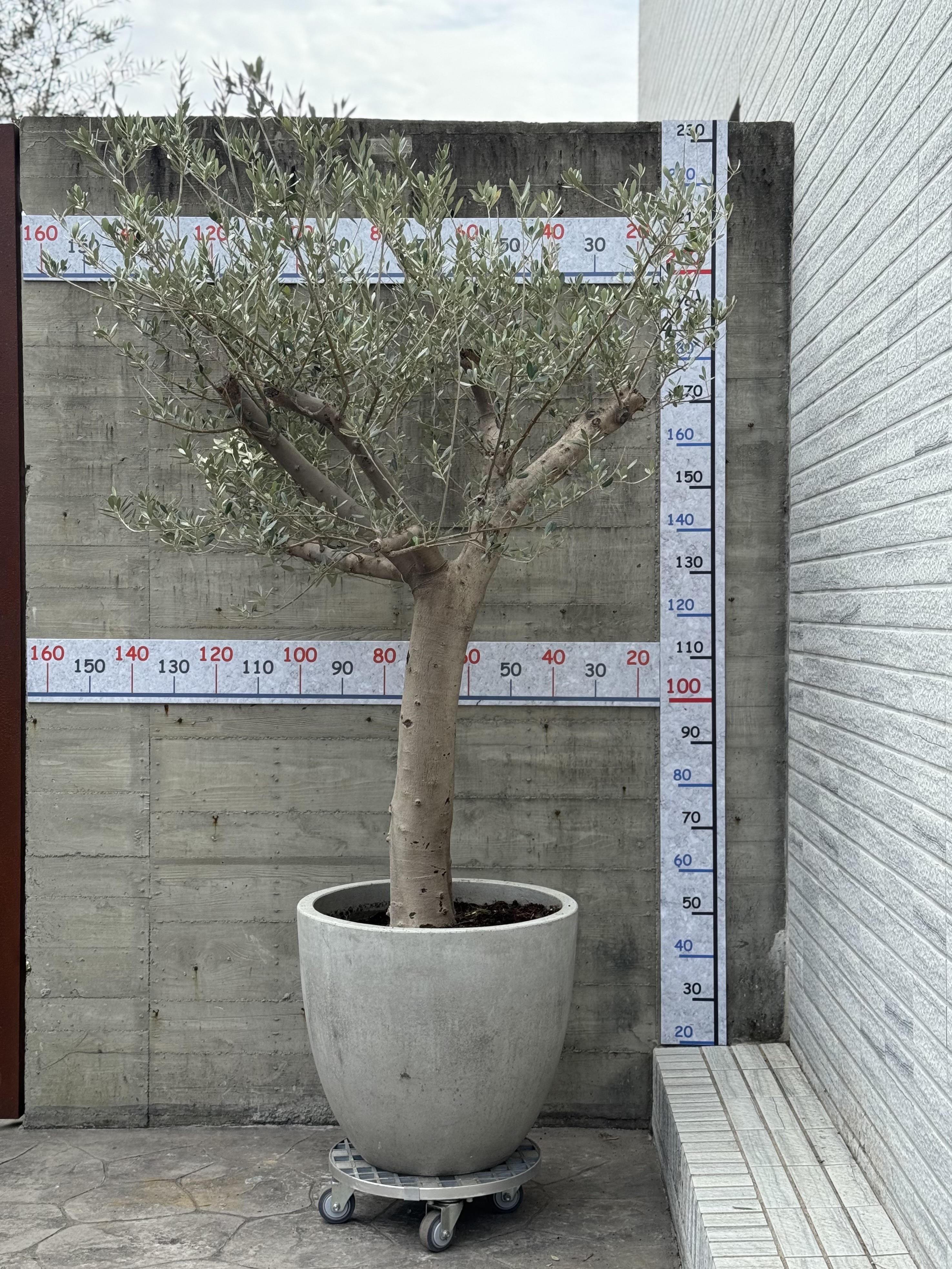 【橄享】 Olive tree 30年樹齡 西班牙進口銀葉油橄欖樹 橄欖樹 銀葉橄欖樹 陽台植物 開幕送禮