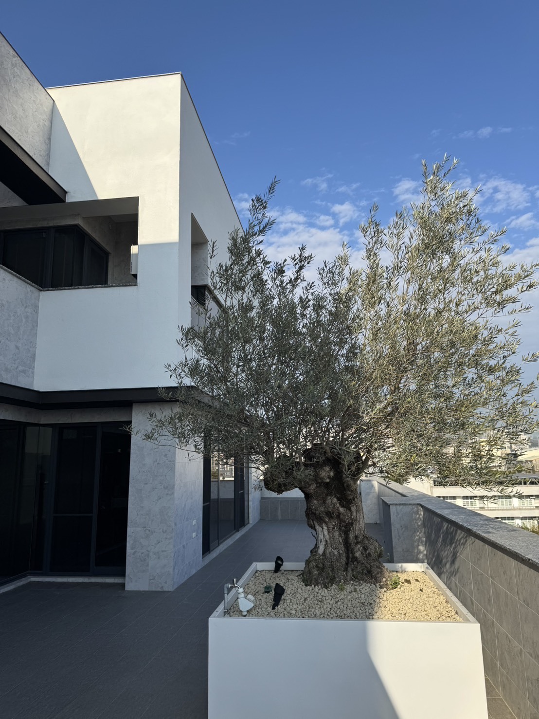 【橄享】 Olive tree 百年老樹 西班牙進口銀葉油橄欖樹 橄欖樹 銀葉橄欖樹 盆景造型 景觀設計 商空設計 門店餐廳