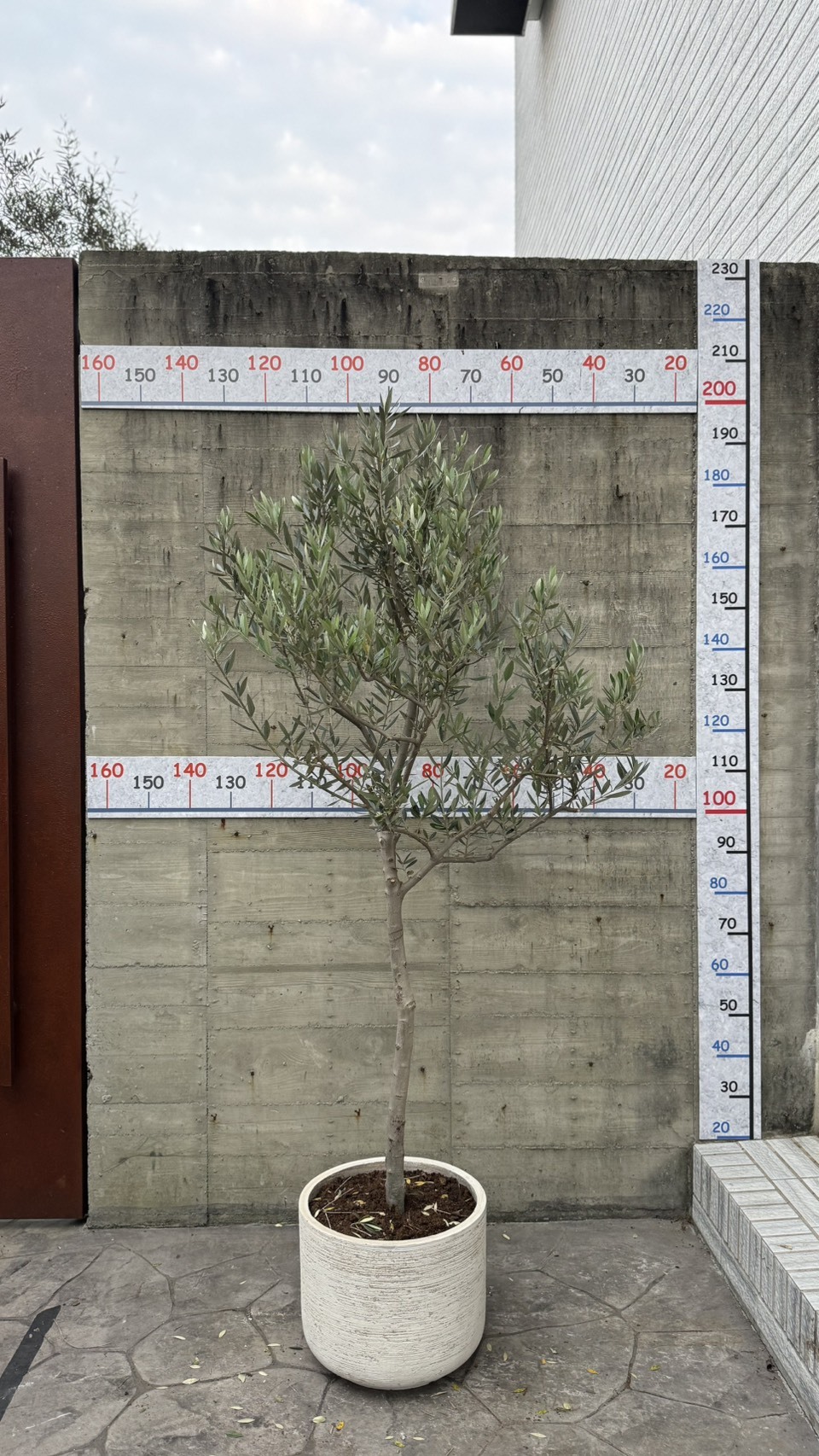 【橄享】 Olive tree 10年樹齡 西班牙進口銀葉油橄欖樹 橄欖樹 銀葉橄欖樹 陽台植物 開幕送禮