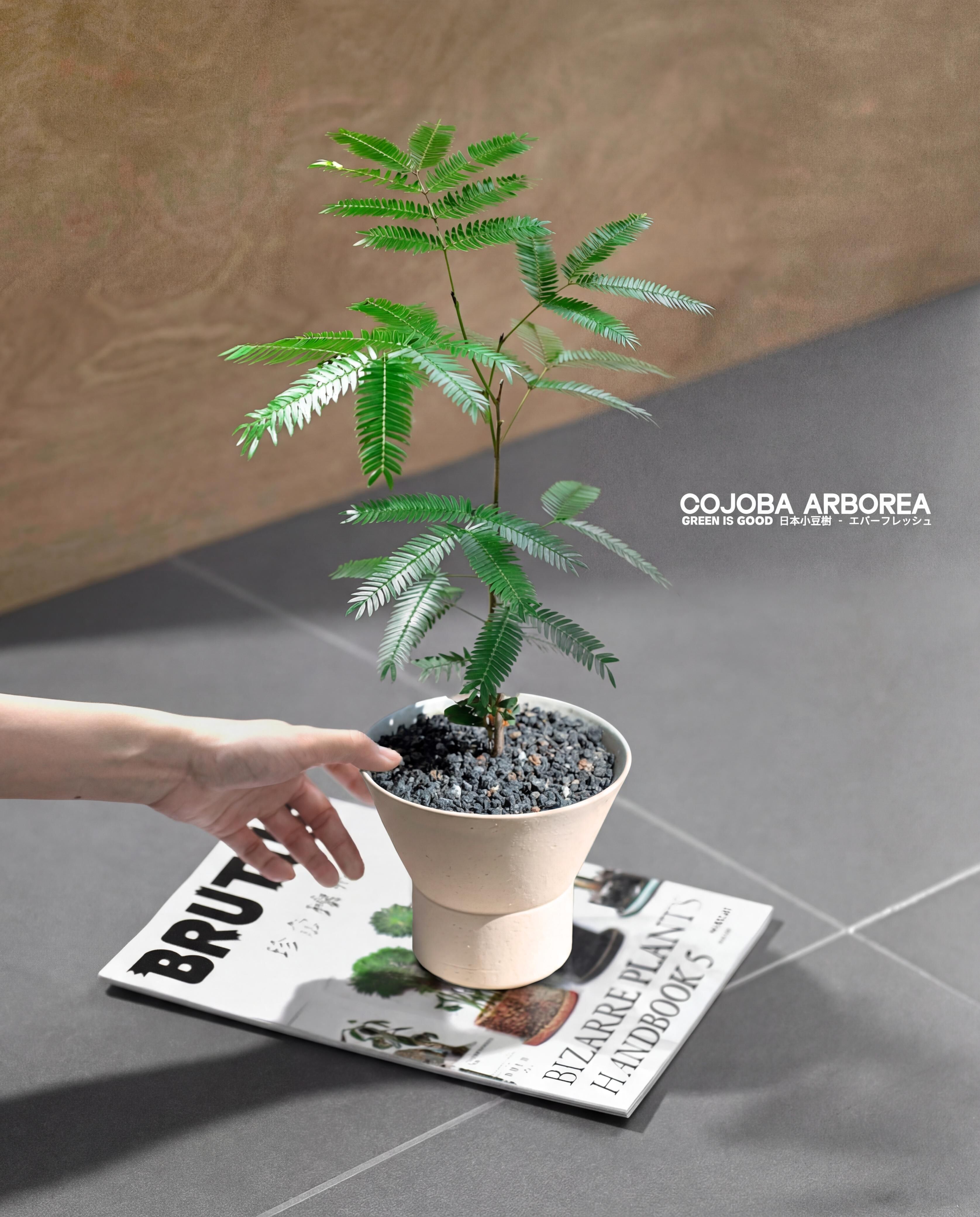 日本小豆樹 — エバーフレッシュ 🌿