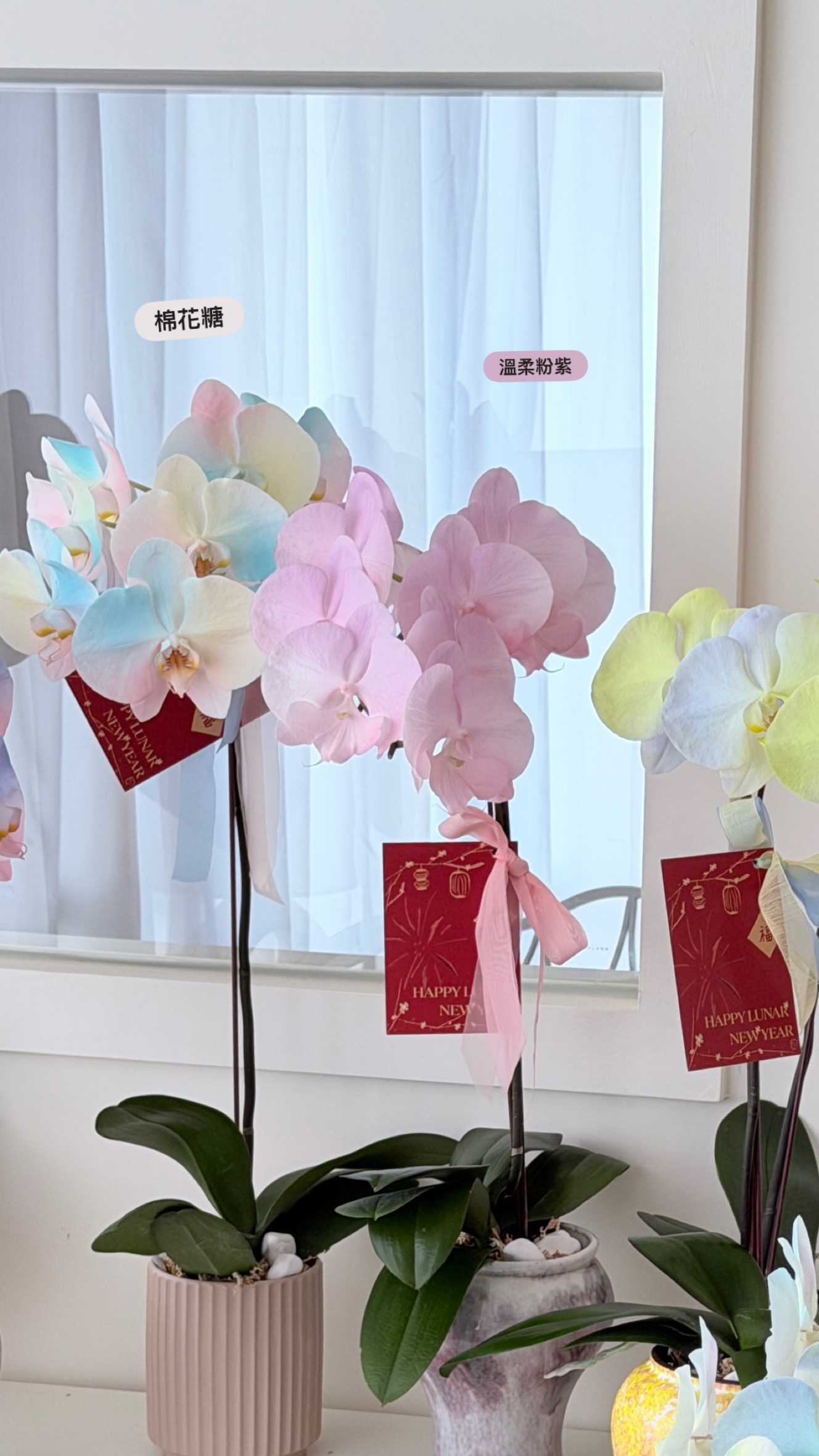 【限時預購】母親節特殊噴色蘭花（多色可選）