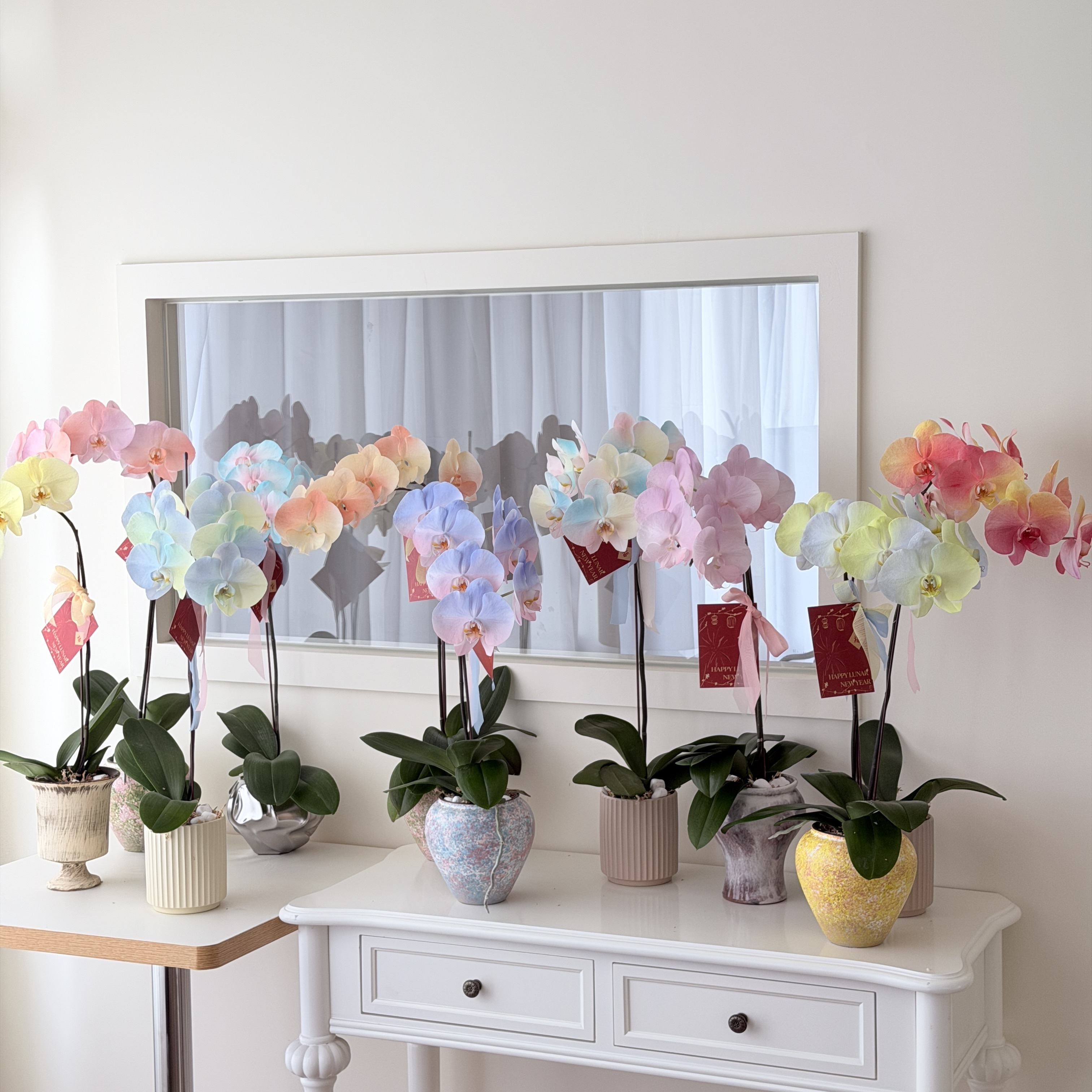 【限時預購】母親節特殊噴色蘭花（多色可選）