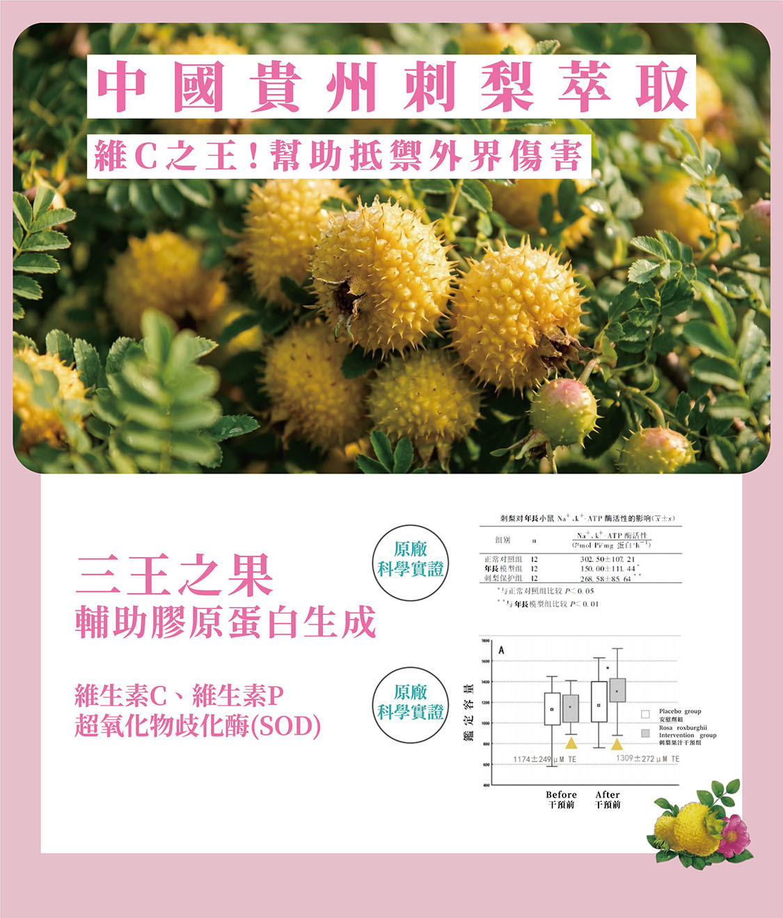 中國貴州刺梨萃取，三王之果，維生素C之王，抗氧化、抗菌、抗發炎，輔助膠原蛋白生成，幫助抵禦外界傷害