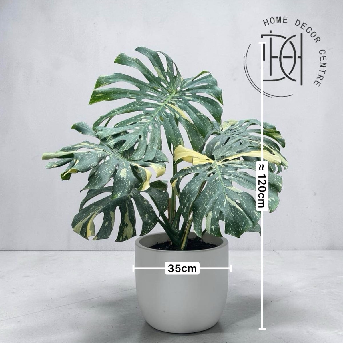Monstera Thai Constellation