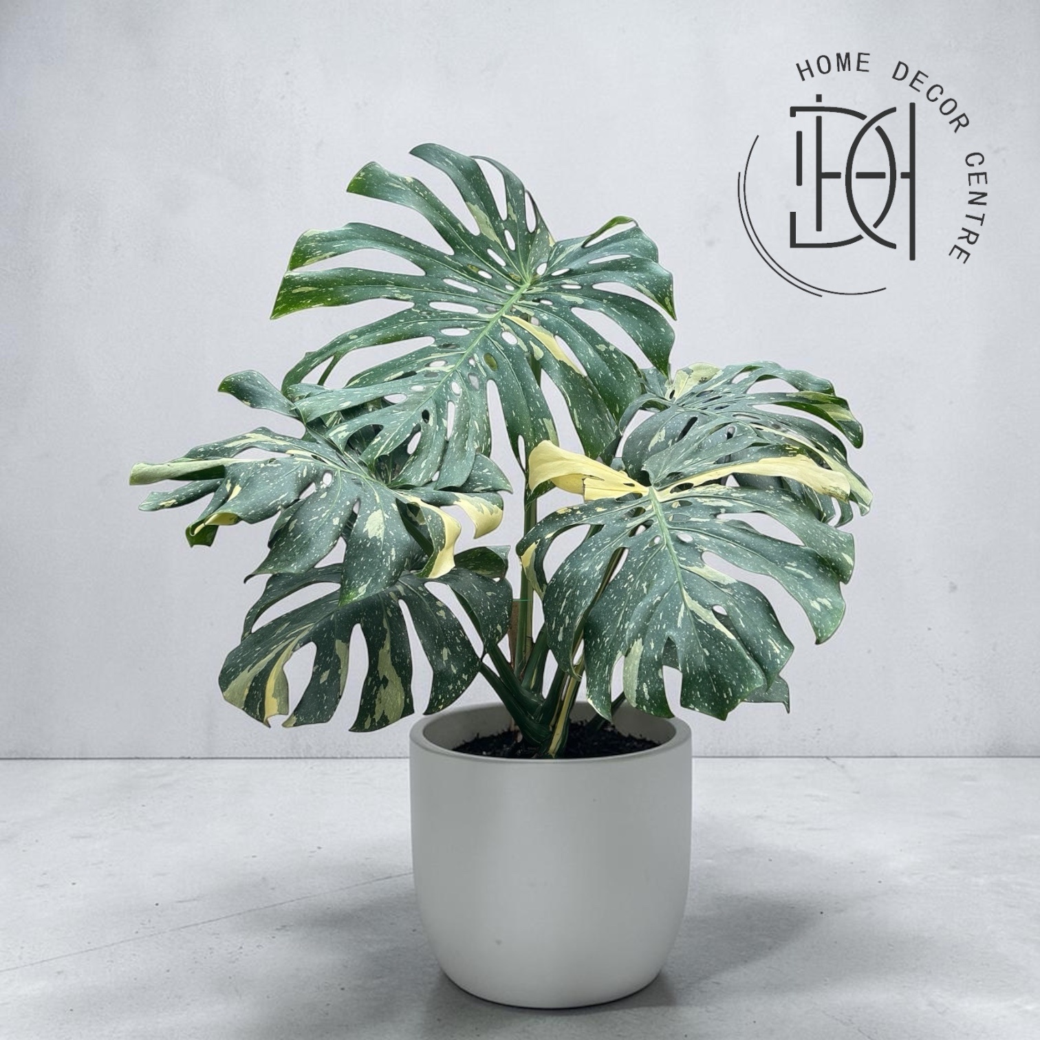 Monstera Thai Constellation
