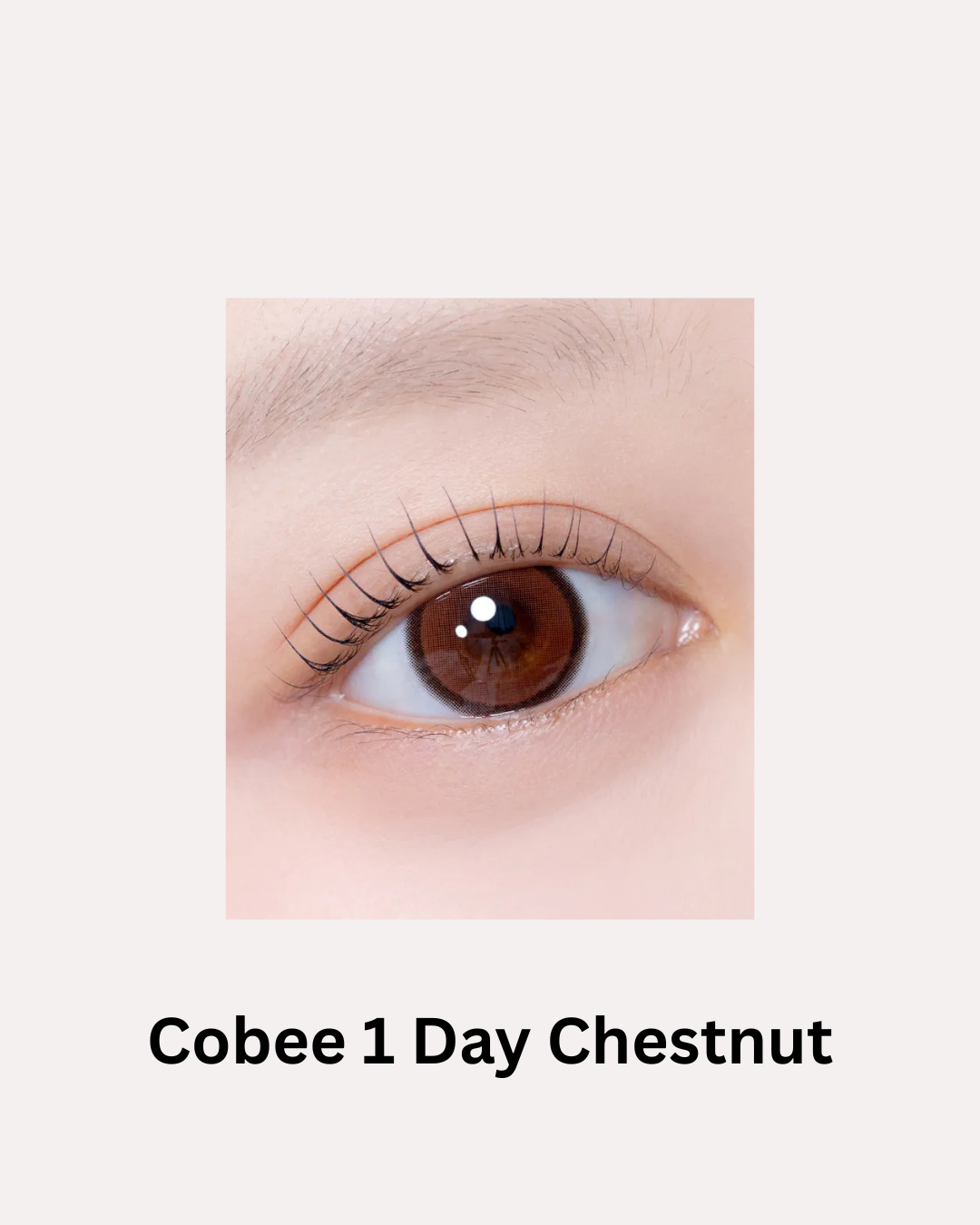 [日拋] FiPN Cobee 1 Day Chestnut｜日拋彩妝矽水凝膠隱形眼鏡｜每盒10片