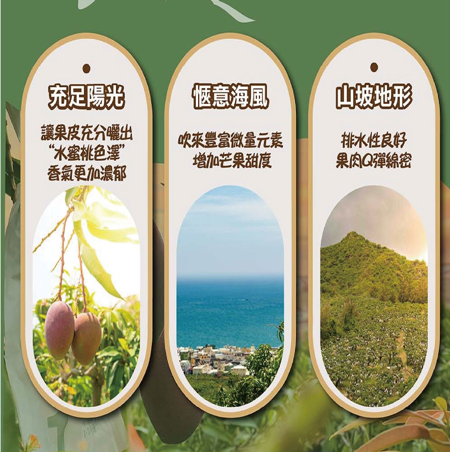 台中院｜屏東枋山愛文芒果2.5kg