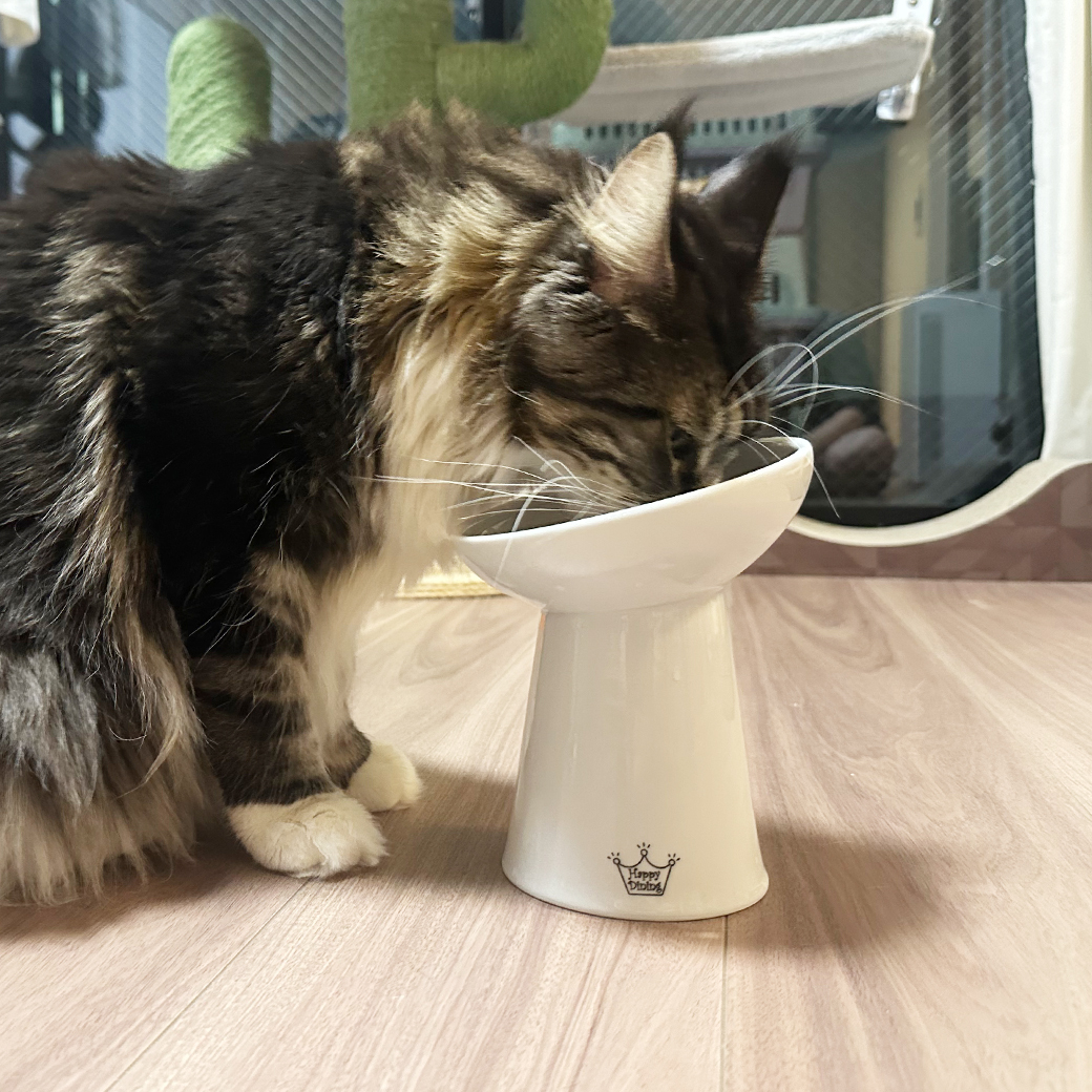 貓壹 Necoichi 寵物碗．貓貓快樂時光 斜淺口食物碗 L