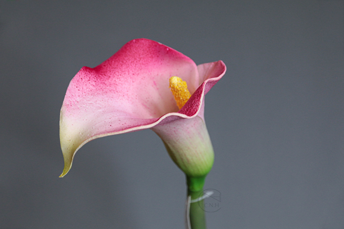 出清品人造花 海芋