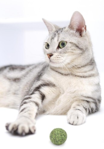 Catwant 貓玩具．貓薄荷潔牙豆