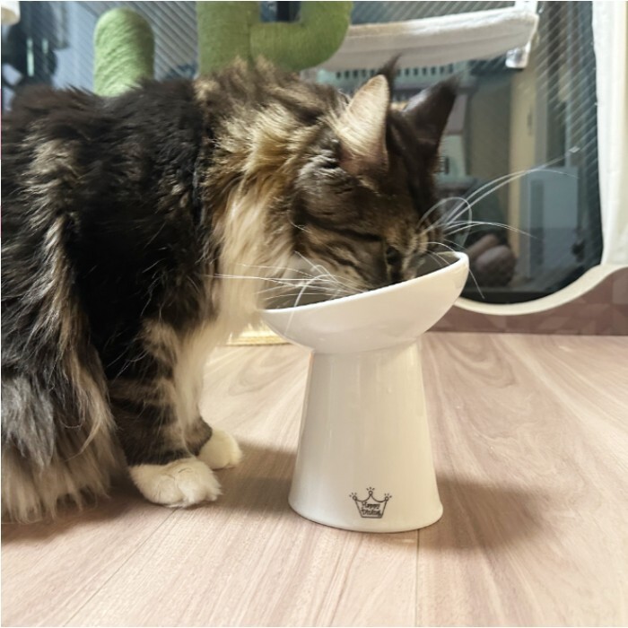 日本直送 貓壹Necoichi 貓貓快樂食光 - 斜淺口食碗L