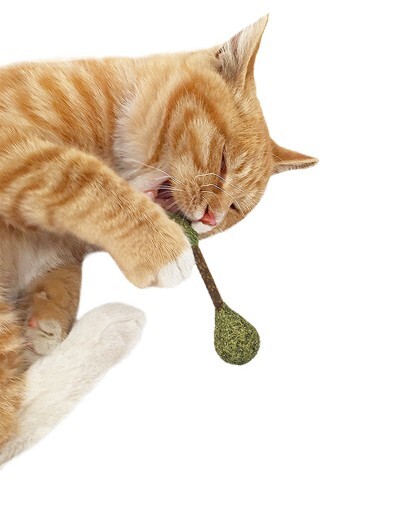 Catwant 貓玩具．貓薄荷潔牙棒