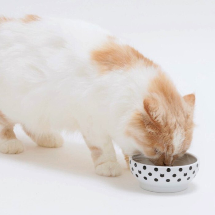 日本直送 貓壹Necoichi 貓貓快樂食光 - 平底食碗