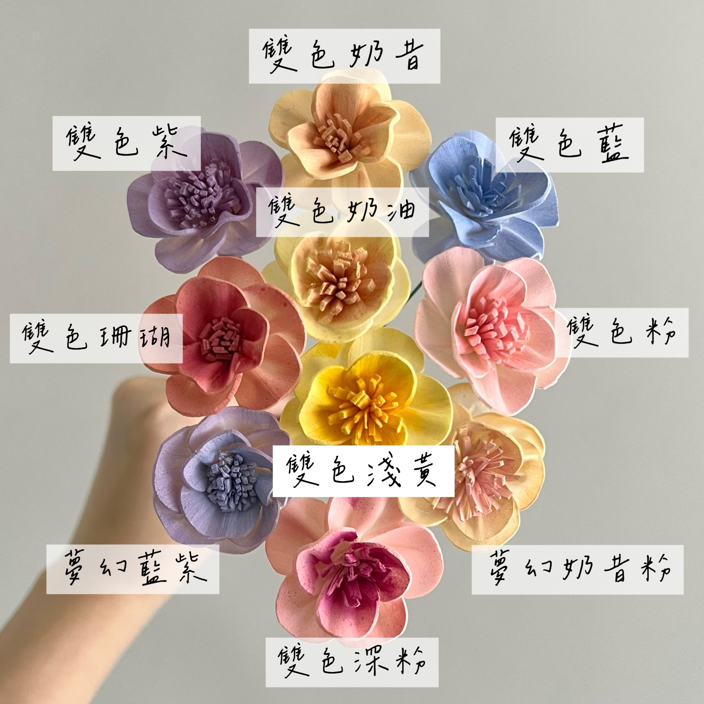越南索拉花 白頭翁 3CM<十支一把>