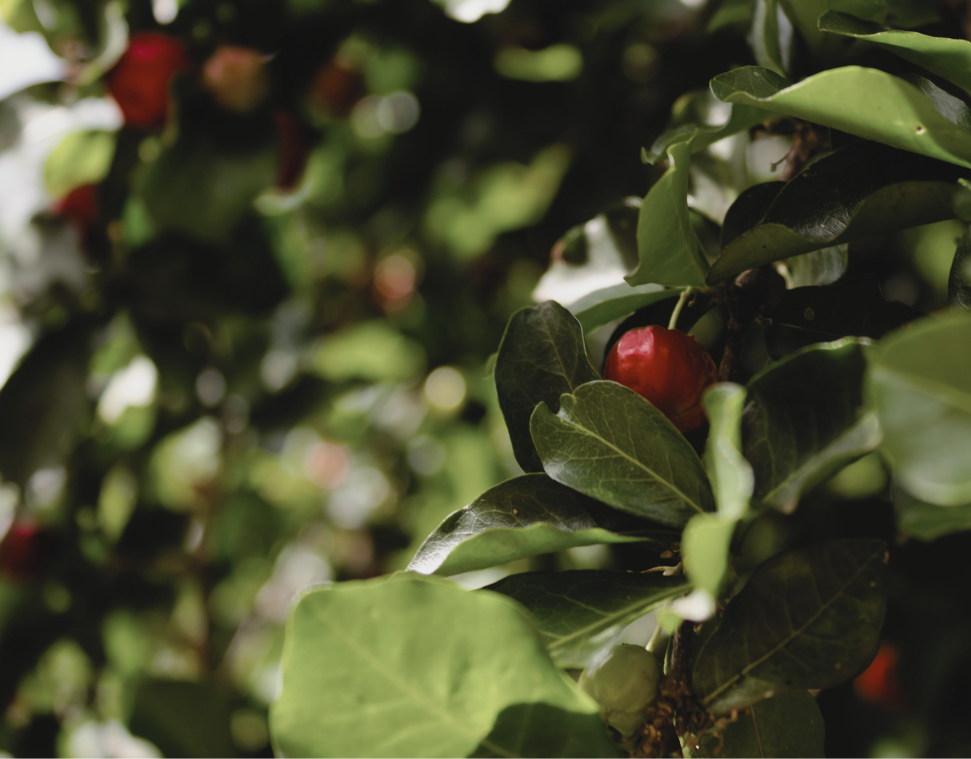 西印度櫻桃（Acerola）是什麼