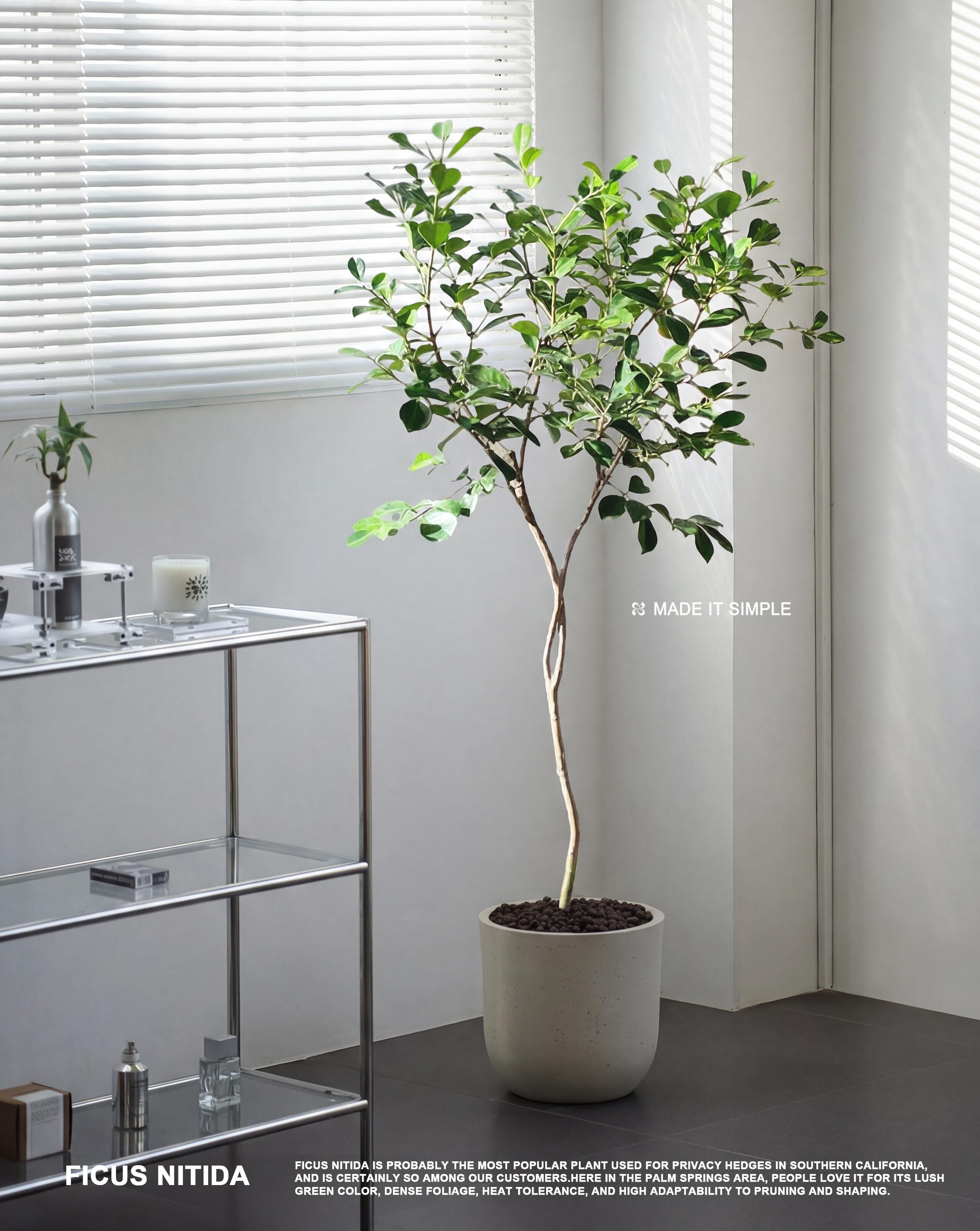 小葉榕 — Ficus Nitida