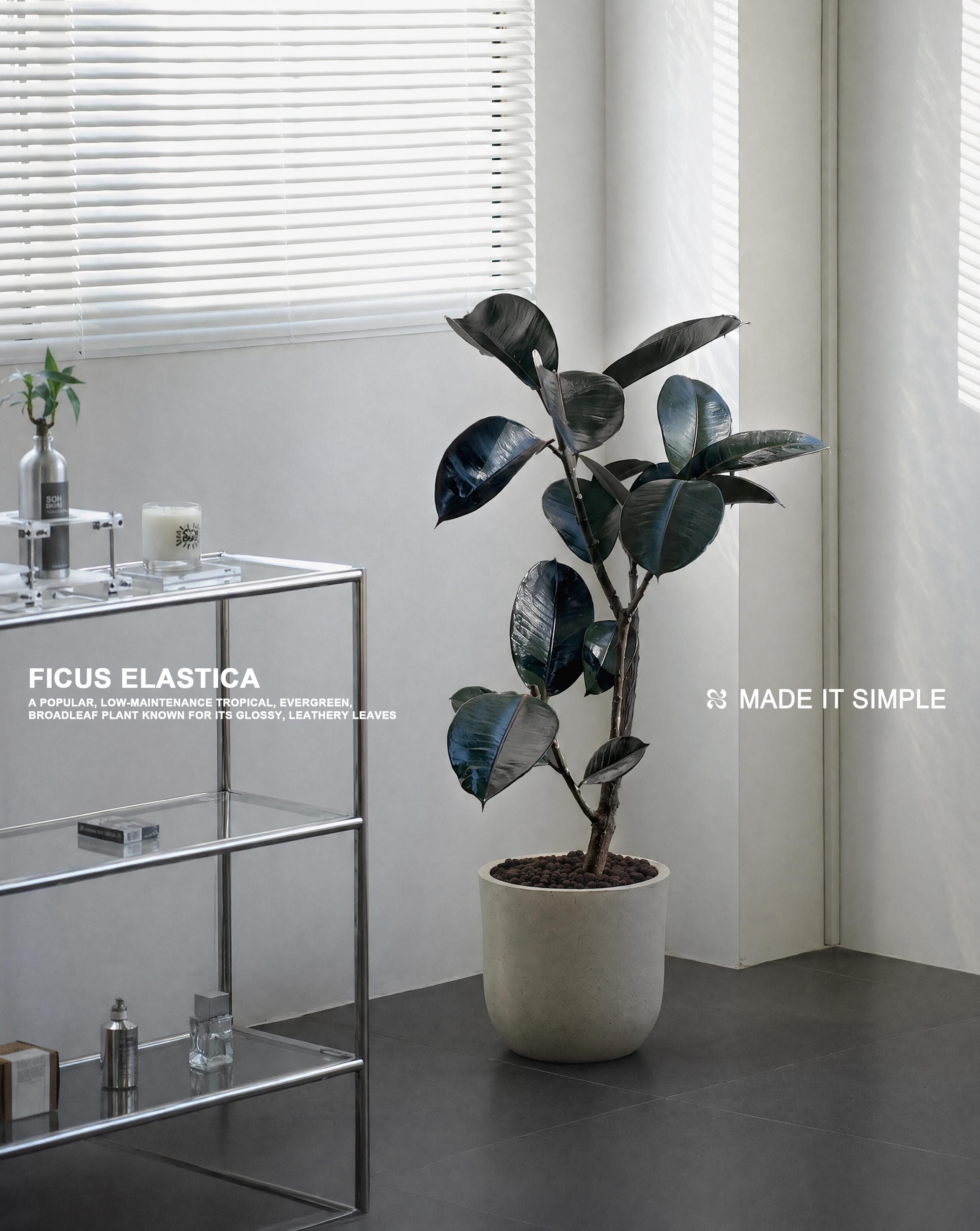 圓葉黑皮橡樹 — Ficus elastica ‘Robusta’