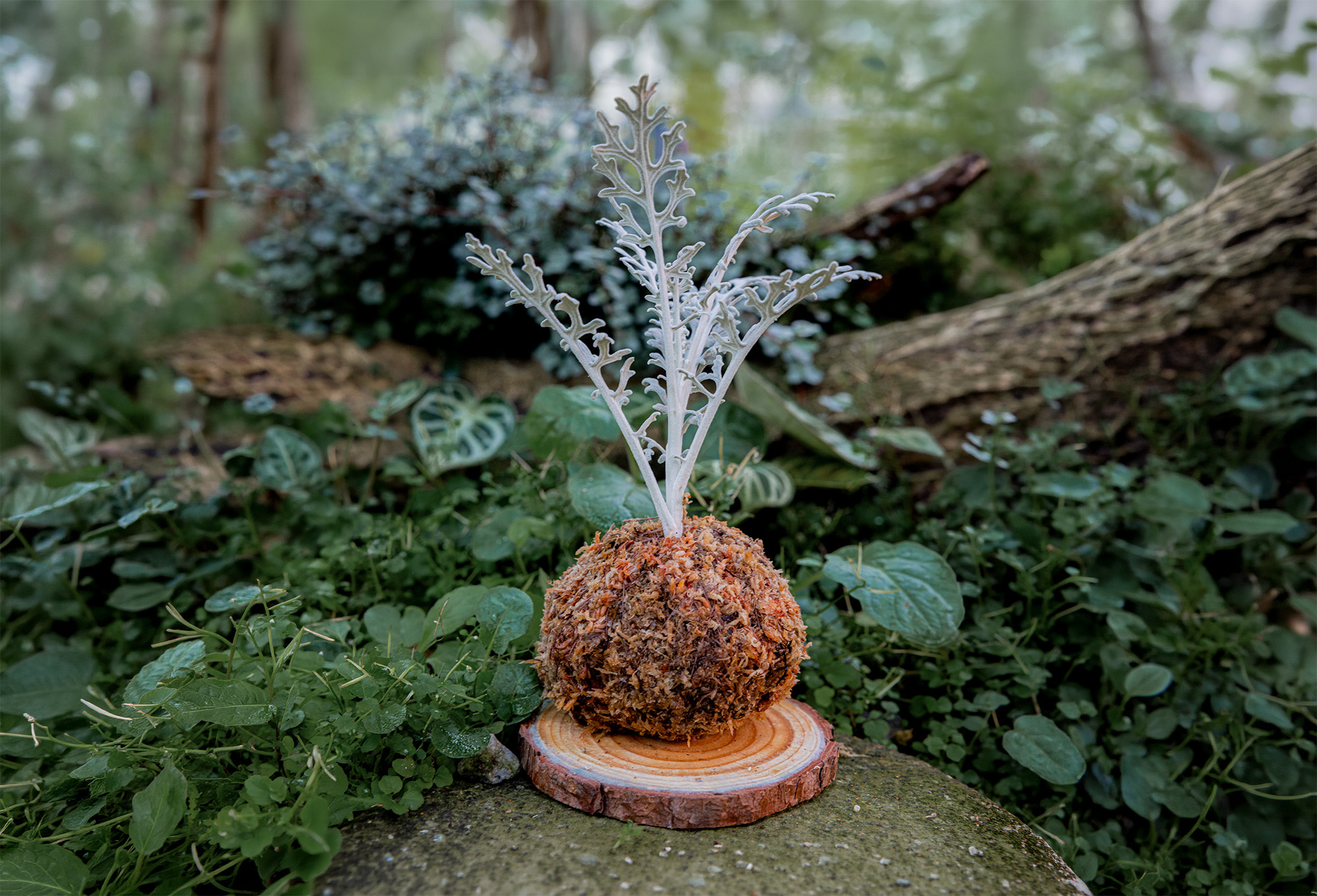 植物水苔球手作課程