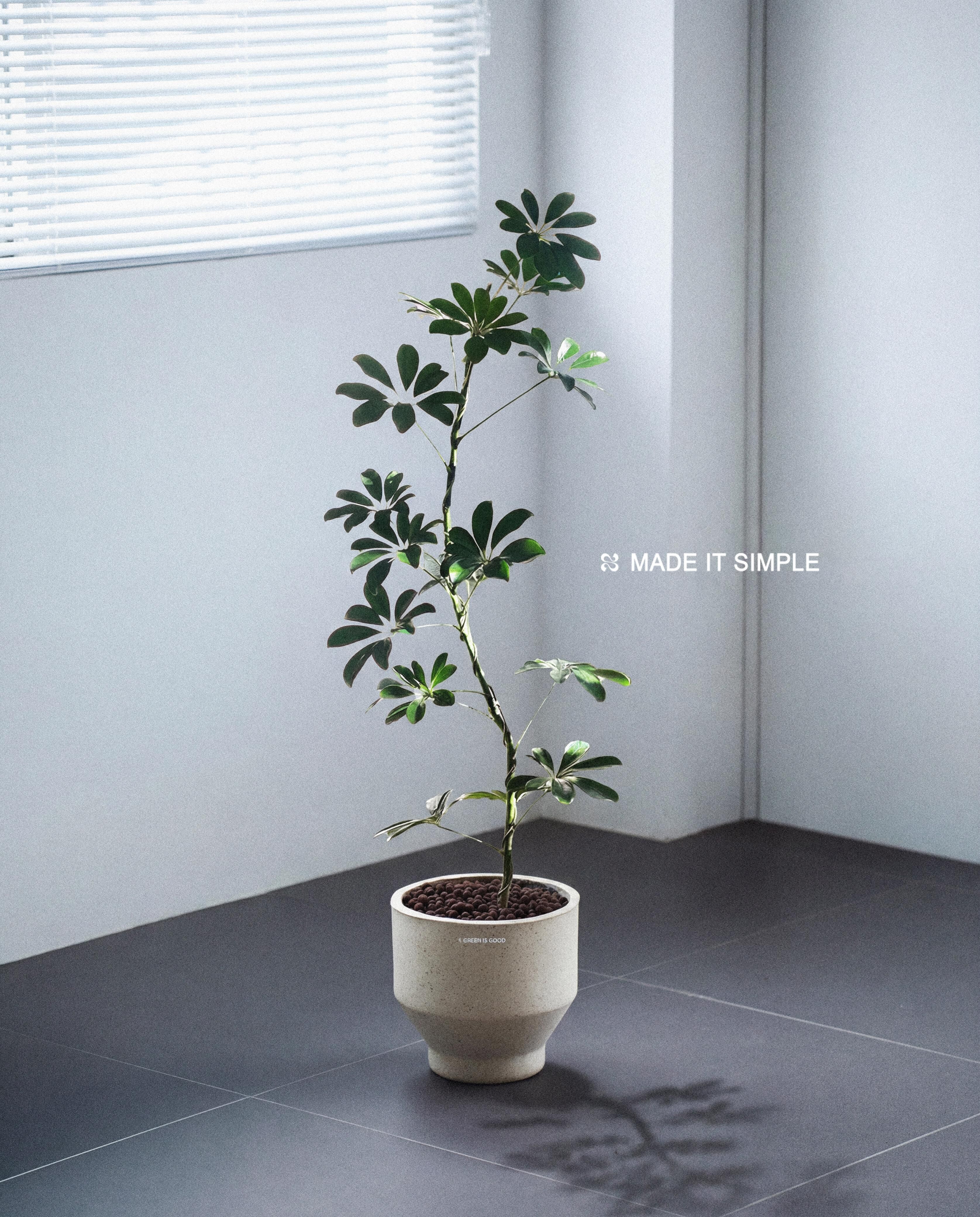 澳洲鴨腳木 — Schefflera actinophylla