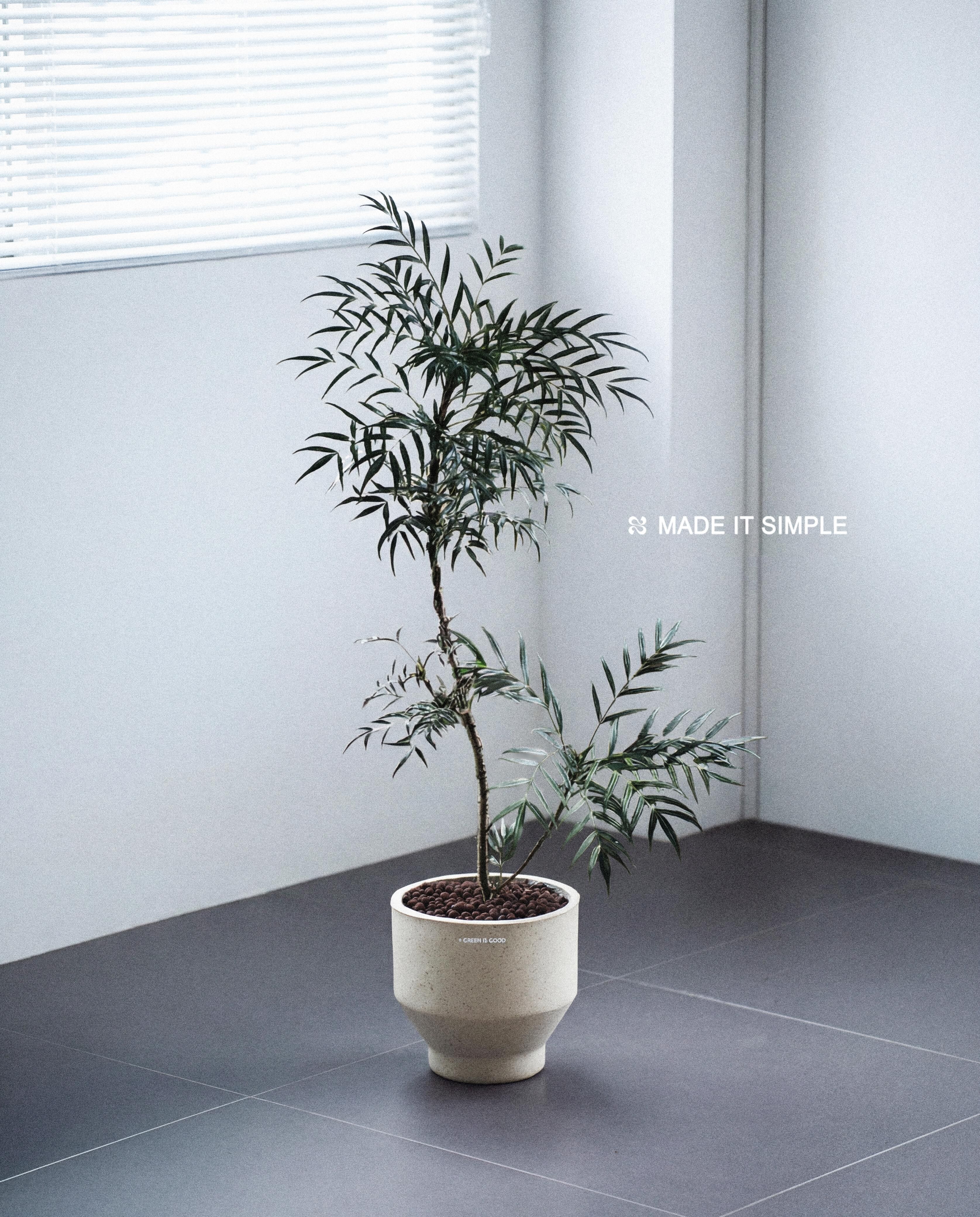 台灣阿里山黃柏樹 — Mahonia oiwakensis