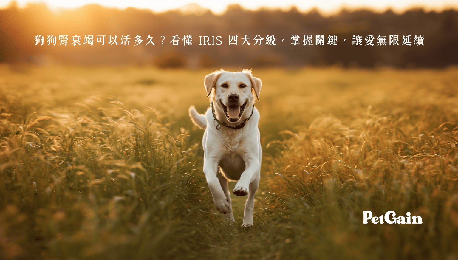 狗狗腎衰竭可以活多久？看懂 IRIS 四大分級，掌握關鍵，讓愛延續