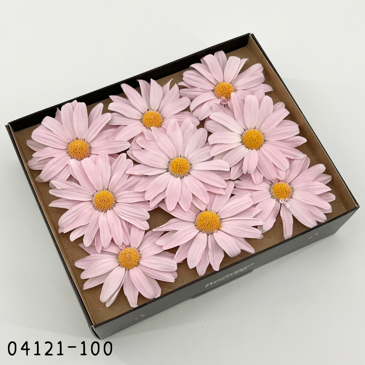 日本不凋瑪格麗特(9輪)04121-100