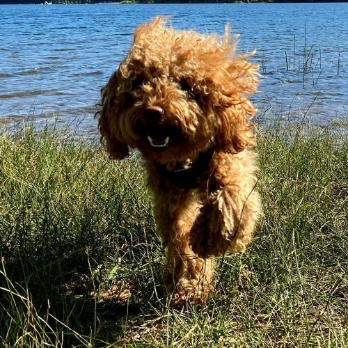 玩具貴賓犬的照片，是台灣飼養最多的狗狗小型犬品種之一