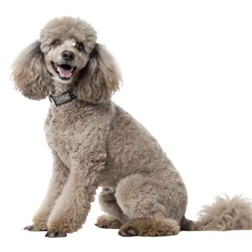 迷你貴賓犬的照片