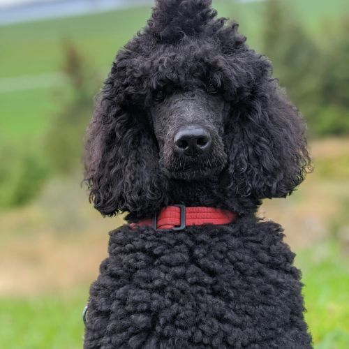 標準黑貴賓犬的照片