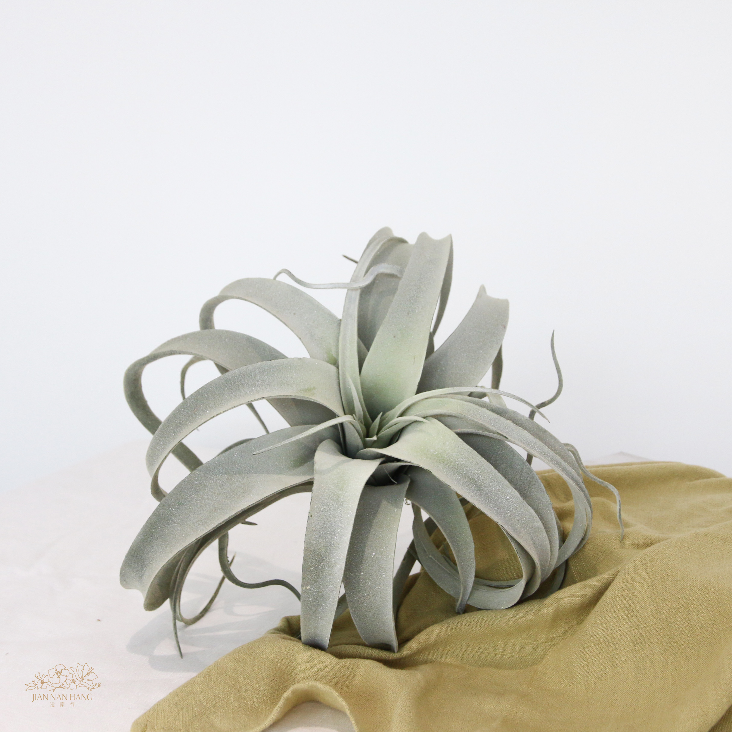 人造多肉 彎曲空氣鳳梨