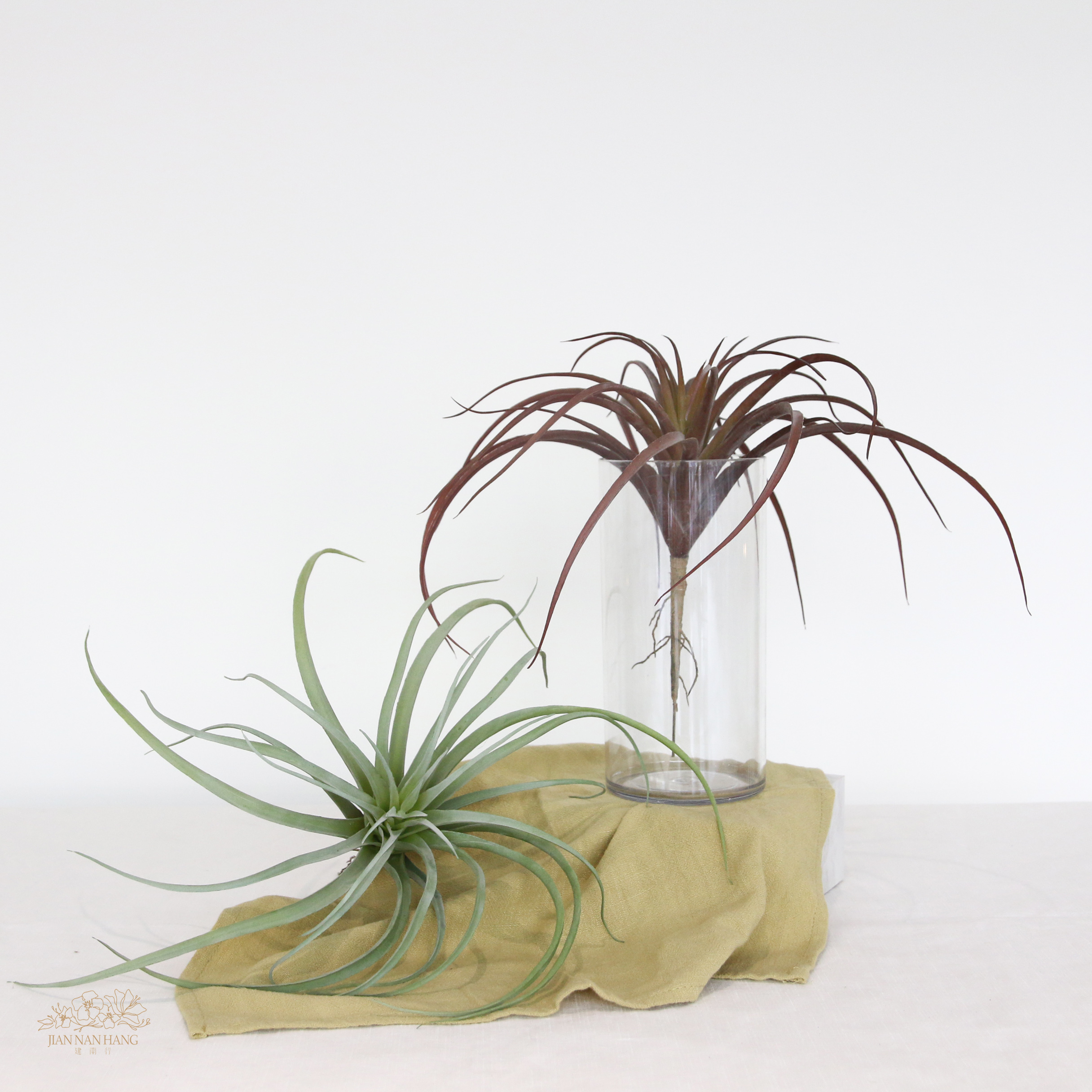 人造多肉 空氣鳳梨 2色