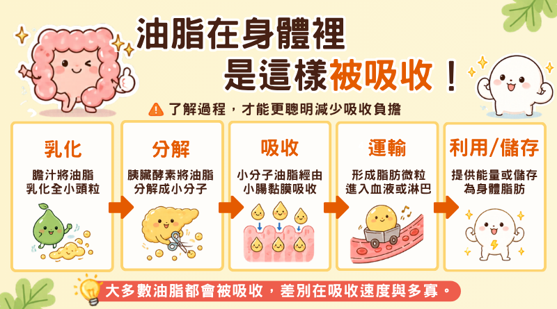以五大步驟圖解油脂在人體內從膽汁乳化、分解、吸收到轉化為能量或脂肪的消化過程。