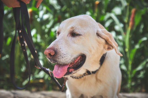 Happy Dog