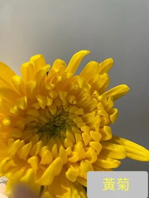 W - Auspicious Yellow Chrysanthemum